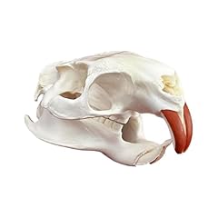Taxidermy vrais animaux d'occasion  Livré partout en France