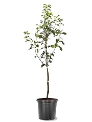 Korean pear tree for sale  Delivered anywhere in USA 
