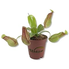 Carnivorous pitcher plant for sale  Delivered anywhere in USA 