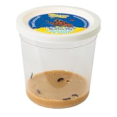 Insect lore cup for sale  Delivered anywhere in UK
