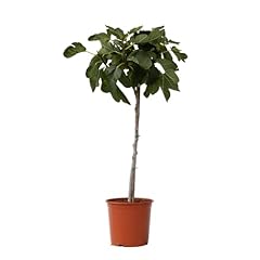 Plant box ficus d'occasion  Livré partout en France