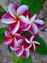 Frangipanier plumeria elsie d'occasion  Livré partout en France