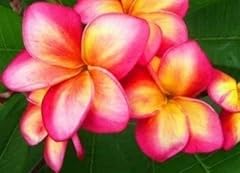Frangipanier plumeria rei d'occasion  Livré partout en France