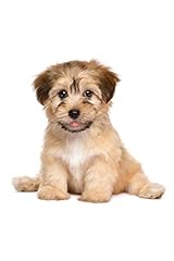 Havanese puppy dog for sale  Delivered anywhere in USA 