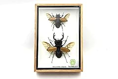 Real beetle display for sale  Delivered anywhere in UK