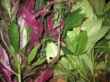 Mixed cuttings gynura for sale  Delivered anywhere in USA 