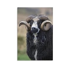 Icelandic ram sheep for sale  Delivered anywhere in USA 