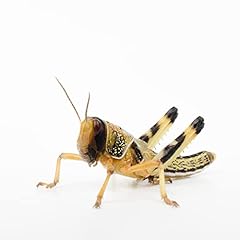 Livefoods4u medium locust for sale  Delivered anywhere in Ireland