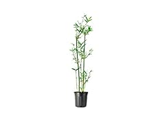 Bambusa green hedge for sale  Delivered anywhere in USA 