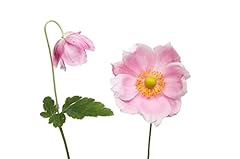 Garden perennial anemone for sale  Delivered anywhere in Ireland