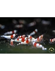 Crystal red shrimp for sale  Delivered anywhere in UK