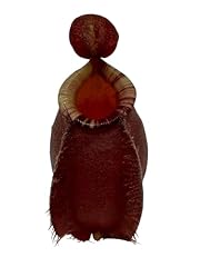 Nepenthes ventricosa ampullari for sale  Delivered anywhere in USA 