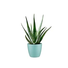 Aloe vera plant for sale  Delivered anywhere in UK