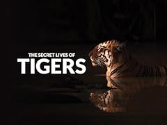 Secret lives tigers for sale  Delivered anywhere in UK