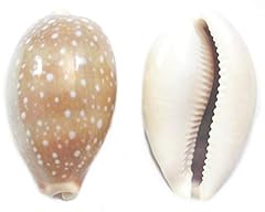 Beautiful deer cowrie for sale  Delivered anywhere in USA 