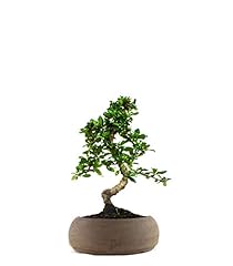 Carmona bonsai pianta usato  Spedito ovunque in Italia 