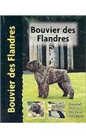 bouvier flandres d'occasion  Livré partout en France