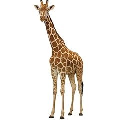 Enjoyview giraffe 4ft for sale  Delivered anywhere in USA 