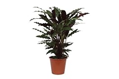 Calathea wavestar ø usato  Spedito ovunque in Italia 