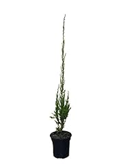 Skyrocket juniper juniperus for sale  Delivered anywhere in USA 