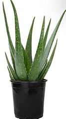 Nature aloe vera for sale  Delivered anywhere in USA 