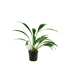 Anubias barteri var. d'occasion  Livré partout en France