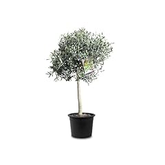 Tropictrees olivier naturel d'occasion  Livré partout en France