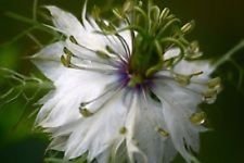 100 nigella amore for sale  Delivered anywhere in UK