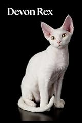 Devon rex notebook usato  Spedito ovunque in Italia 
