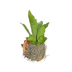 Bubbleblooms staghorn fern for sale  Delivered anywhere in USA 