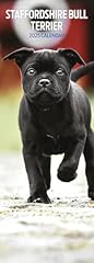 Staffordshire bull terrier for sale  Delivered anywhere in UK