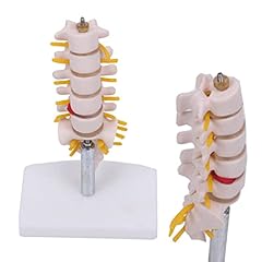Educational lumbar vertebrae for sale  Delivered anywhere in UK