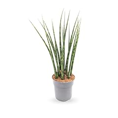 Sansevieria fernwood african for sale  Delivered anywhere in UK