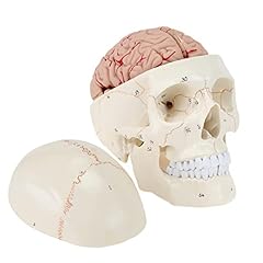 Ronten human skull for sale  Delivered anywhere in Ireland