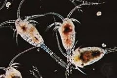 10x live copepods for sale  Delivered anywhere in UK