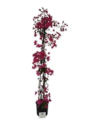 Bougainvillea glabra rampicant usato  Spedito ovunque in Italia 