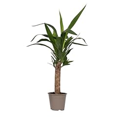 Plant box tronchetto usato  Spedito ovunque in Italia 
