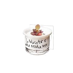 Kaki® La Felicità Stickers Bonsai Stone Rose - Mini Bonsai Cactus - Vasetto con adesivo incluso da attaccare dove vuoi. Sticker Adesivo, usato usato  Spedito ovunque in Italia 