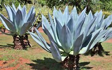 Agave americana rare usato  Spedito ovunque in Italia 