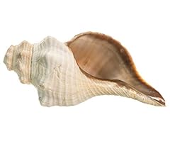 Horse conch horn for sale  Delivered anywhere in USA 