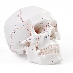 Erwey cranio modello usato  Spedito ovunque in Italia 
