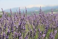 French provence lavender for sale  Delivered anywhere in USA 