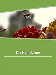 Honigbiene gebraucht kaufen  Wird an jeden Ort in Deutschland