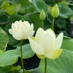 Bulk live white for sale  Delivered anywhere in USA 