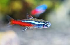 Neon tetra freshwater for sale  Delivered anywhere in USA 