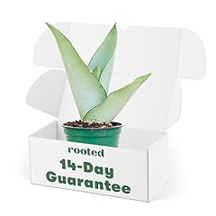 Rooted moonshine snake for sale  Delivered anywhere in USA 