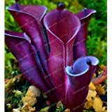 Nuovo heliamphora minori usato  Spedito ovunque in Italia 