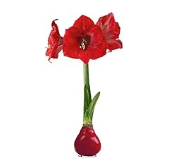 Waxed amaryllis bulb for sale  Delivered anywhere in USA 