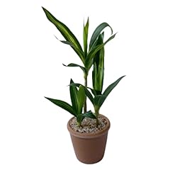Xizhi 11.8 inch for sale  Delivered anywhere in USA 