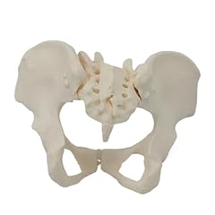 Sacrum hip bone for sale  Delivered anywhere in USA 